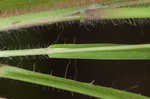 Wiry panicgrass